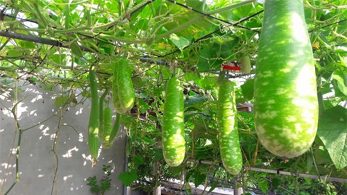 vuon rau tot um cua nhung ong bo viet 