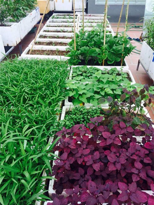 vuon rau tot um cua nhung ong bo viet 