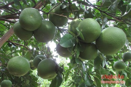 cây bưởi 300 quả, cây bưởi 300 quả nổi tiếng xứ nghệ, bưởi nghệ an