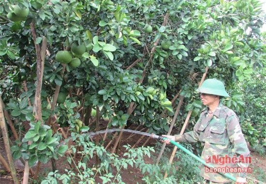 cây bưởi 300 quả, cây bưởi 300 quả nổi tiếng xứ nghệ, bưởi nghệ an