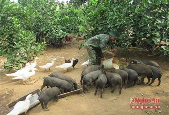 cây bưởi 300 quả, cây bưởi 300 quả nổi tiếng xứ nghệ, bưởi nghệ an