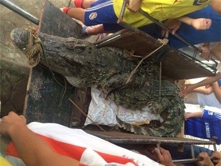 Bắt được cá sấu hơn 70kg ở hồ câu nổi tiếng Hà Nội - 1
