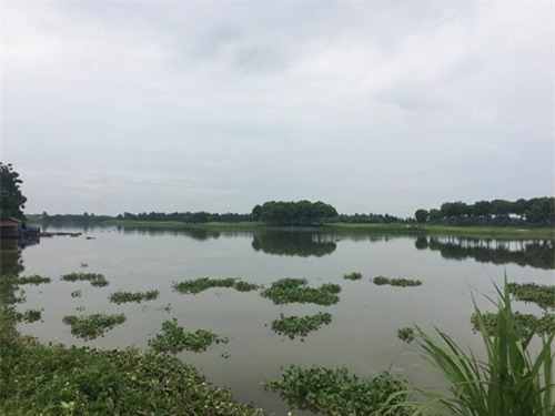 Bắt được cá sấu hơn 70kg ở hồ câu nổi tiếng Hà Nội - 2