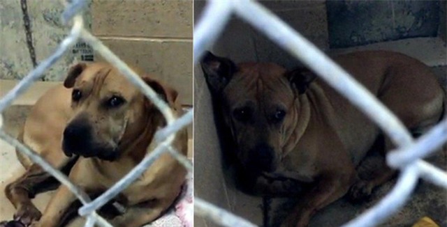 Mẹ bất cẩn, con gái 3 ngày tuổi bị chó cắn chết