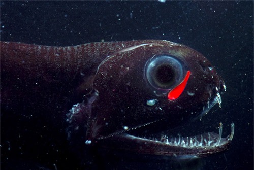 Chùm ảnh những thủy quái phát sáng đáng sợ nhất đại dương - 3