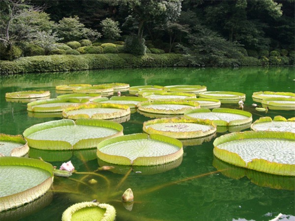 Umi Jigoku
