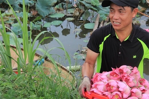 Trà cổ, Hà Nội, ướp sen, trà sen, Hồ Tây, Tây Hồ, nông dân, trà đá, vỉa hè, hoa sen, hồ sen