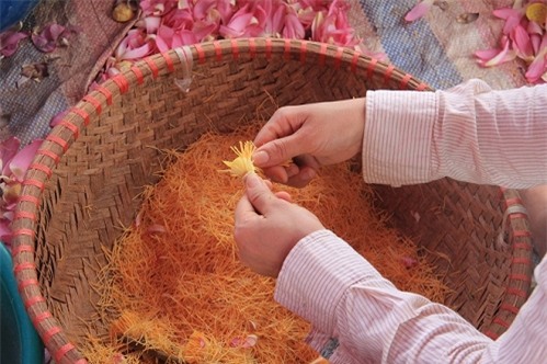 Trà cổ, Hà Nội, ướp sen, trà sen, Hồ Tây, Tây Hồ, nông dân, trà đá, vỉa hè, hoa sen, hồ sen