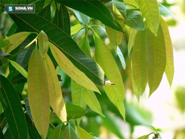 Ngạc nhiên với công dụng chữa bệnh tuyệt vời của lá xoài - Ảnh 2.