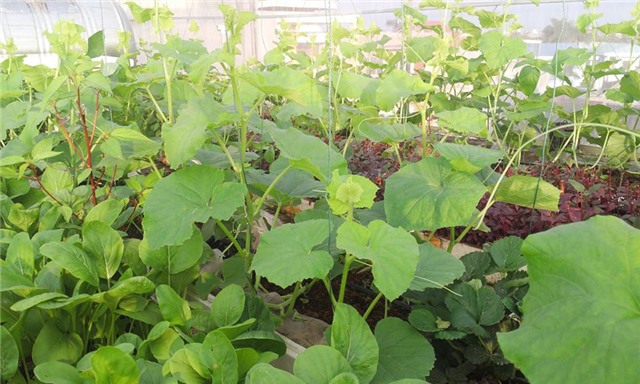 trồng dưa trên sân thượng, dưa lưới, dưa lưới Bảo Khuê, vườn dưa trên sân thượng, cách trồng dưa trên sân thượng