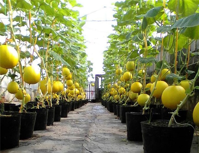 trồng dưa trên sân thượng, dưa lưới, dưa lưới Bảo Khuê, vườn dưa trên sân thượng, cách trồng dưa trên sân thượng