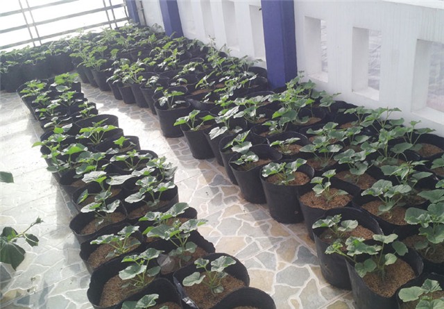 trồng dưa trên sân thượng, dưa lưới, dưa lưới Bảo Khuê, vườn dưa trên sân thượng, cách trồng dưa trên sân thượng