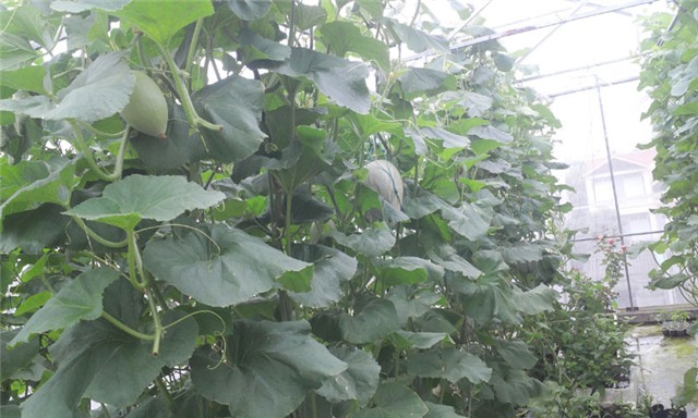 trồng dưa trên sân thượng, dưa lưới, dưa lưới Bảo Khuê, vườn dưa trên sân thượng, cách trồng dưa trên sân thượng