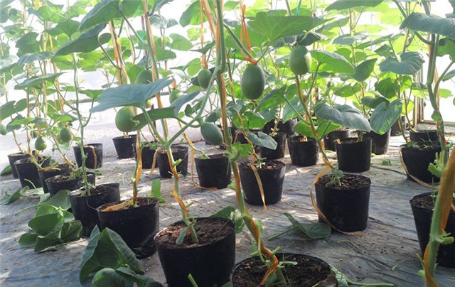 trồng dưa trên sân thượng, dưa lưới, dưa lưới Bảo Khuê, vườn dưa trên sân thượng, cách trồng dưa trên sân thượng