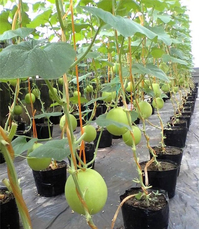 trồng dưa trên sân thượng, dưa lưới, dưa lưới Bảo Khuê, vườn dưa trên sân thượng, cách trồng dưa trên sân thượng