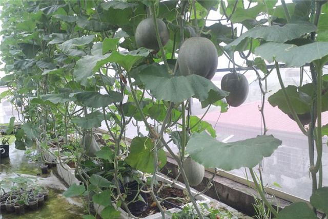 trồng dưa trên sân thượng, dưa lưới, dưa lưới Bảo Khuê, vườn dưa trên sân thượng, cách trồng dưa trên sân thượng