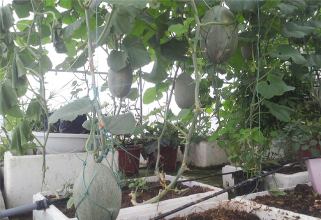 trồng dưa trên sân thượng, dưa lưới, dưa lưới Bảo Khuê, vườn dưa trên sân thượng, cách trồng dưa trên sân thượng