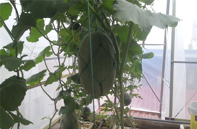 trồng dưa trên sân thượng, dưa lưới, dưa lưới Bảo Khuê, vườn dưa trên sân thượng, cách trồng dưa trên sân thượng