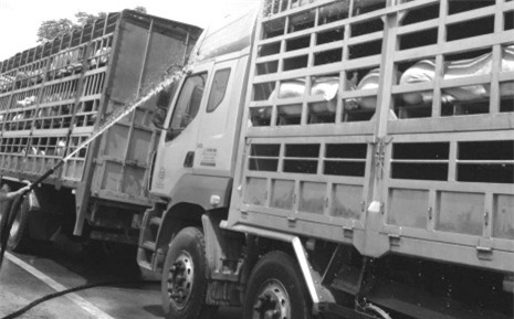 Dịch vụ tắm lợn, thịt lợn, lợn chết , lao động, thịt ôi, thịt thối, thịt bẩn, heo chết, bữa cơm