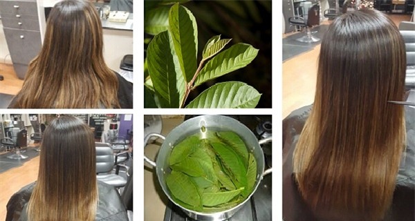 Những công dụng thần kỳ của lá ổi bạn chưa hề biết đến