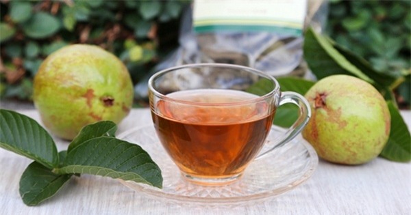 Những công dụng thần kỳ của lá ổi bạn chưa hề biết đến