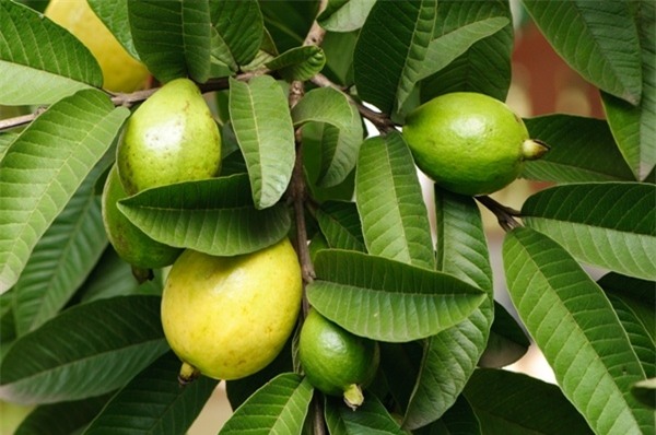 Những công dụng thần kỳ của lá ổi không biết thì quá phí