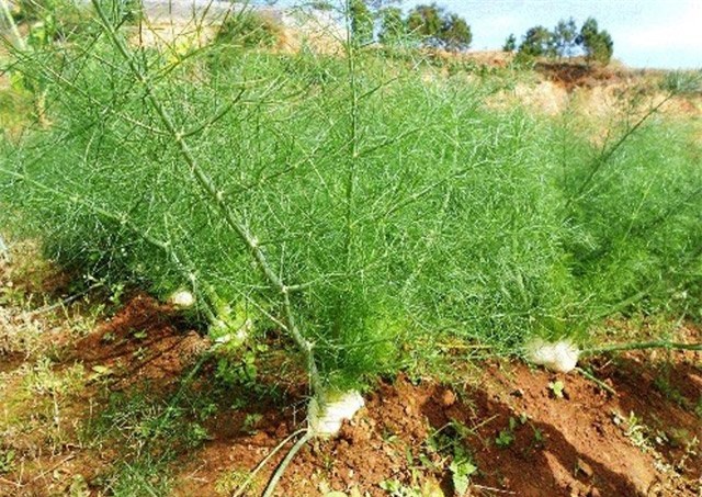 diem mat 6 loai rau qua doc, la xu da lat hinh anh 2