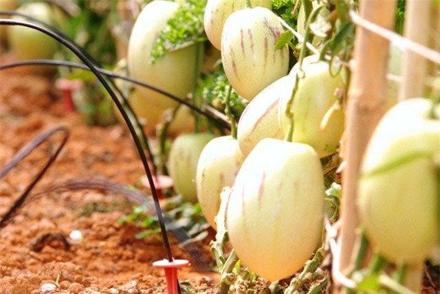 diem mat 6 loai rau qua doc, la xu da lat hinh anh 3