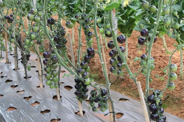 diem mat 6 loai rau qua doc, la xu da lat hinh anh 4