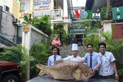 Cá hô, cá khủng, Sài Gòn, thủy quái, dân nhậu, cá chếp, nhà hàng, xẻ thịt