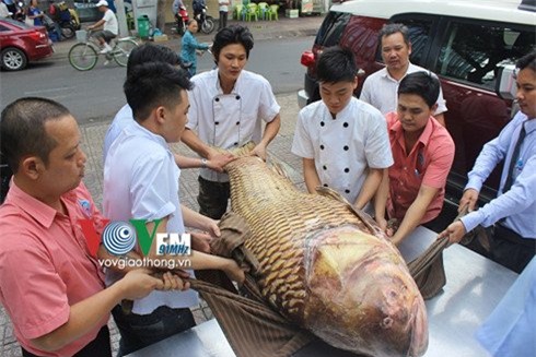 Cá hô, cá khủng, Sài Gòn, thủy quái, dân nhậu, cá chếp, nhà hàng, xẻ thịt