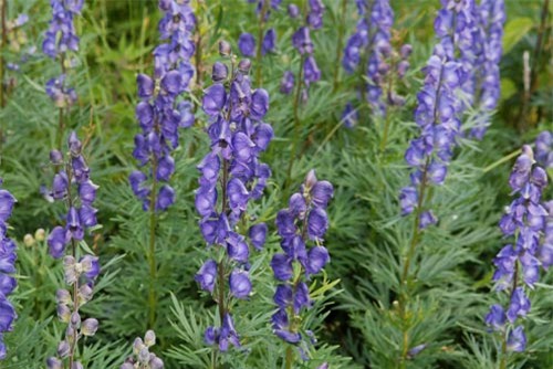 Chiêm ngưỡng loài hoa “nữ hoàng độc dược” của Việt Nam - 7