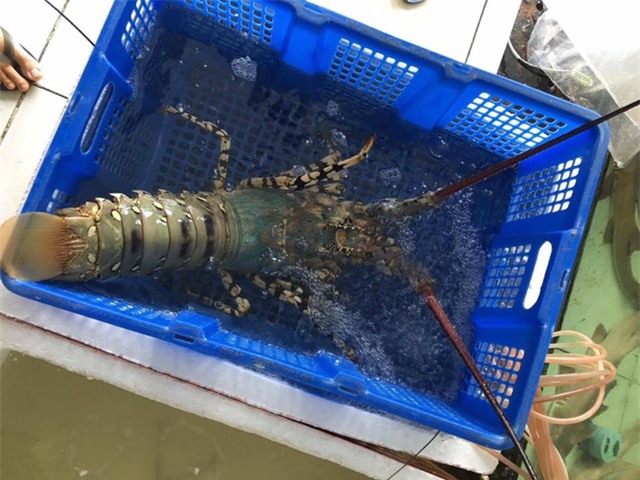 Nồi lẩu hải sản gần 50 triệu dài 2 mét gây sốt ở Cà Mau - Ảnh 3.