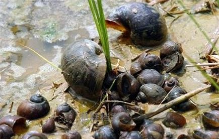 ký sinh trùng, sán