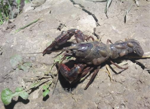 ký sinh trùng, sán