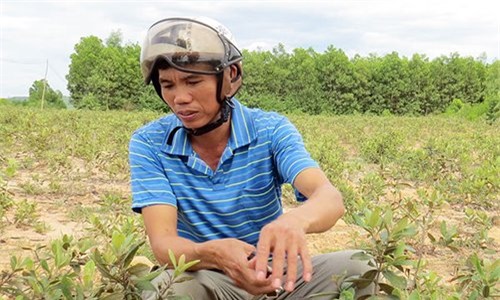 phá rừng, sim dại, trồng rừng, Quảng Bình, nông dân, chăn nuôi, trồng cây, tiền tỷ, đại gia