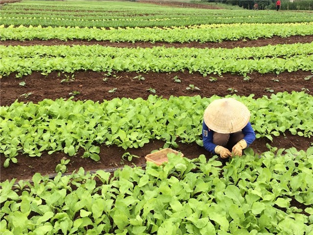 rau hữu cơ, rau organic, trồng rau hữu cơ, nhà giàu Việt, rau hữu cơ giá siêu đắt, rau sạch, rau hữu cơ hà nội, thực phẩm, nhiễm độc, ngộ độc thực phẩm,