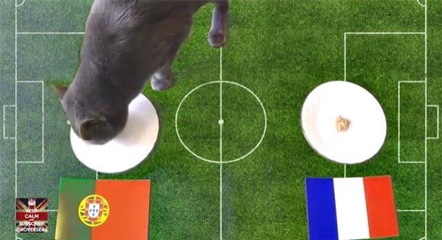 Bồ Đào Nha vs Pháp, Mèo cass, cass tiên tri dự đoán euro, chung kết Euro 2016, Bồ Đào Nha, Pháp