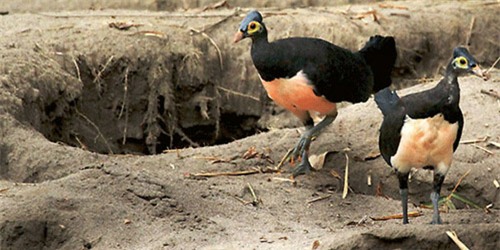 Ngắm loài chim ấp trứng từ nhiệt núi lửa, mới nở đã bay - 3