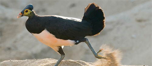 Ngắm loài chim ấp trứng từ nhiệt núi lửa, mới nở đã bay - 5