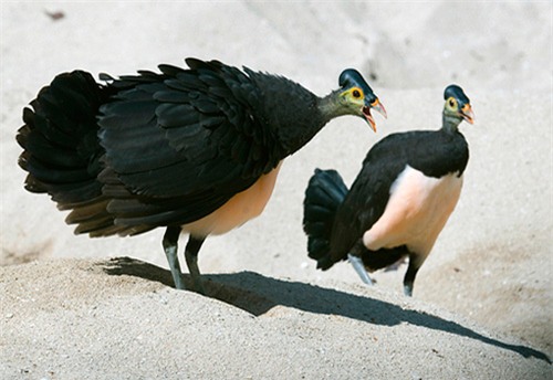 Ngắm loài chim ấp trứng từ nhiệt núi lửa, mới nở đã bay - 6