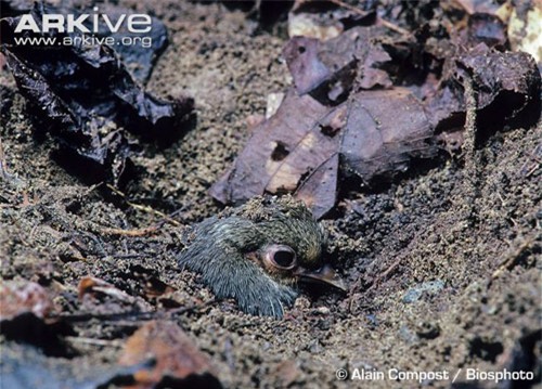 Ngắm loài chim ấp trứng từ nhiệt núi lửa, mới nở đã bay - 7