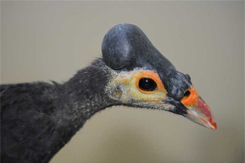 Ngắm loài chim ấp trứng từ nhiệt núi lửa, mới nở đã bay - 8