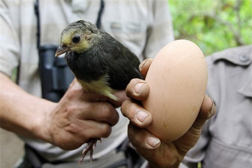 Ngắm loài chim ấp trứng từ nhiệt núi lửa, mới nở đã bay - 9