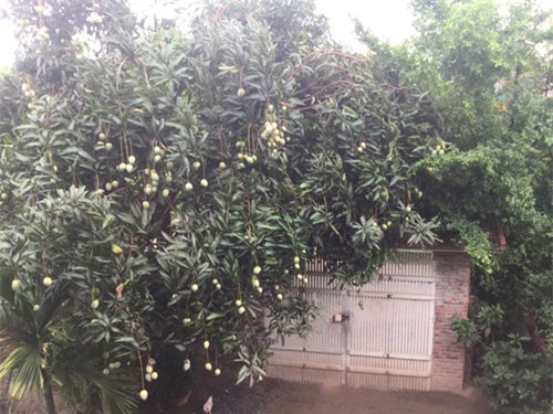 bo anh 1 ngay cua nu sinh viet nam duoc nghi he gay bao mang quoc te - 11