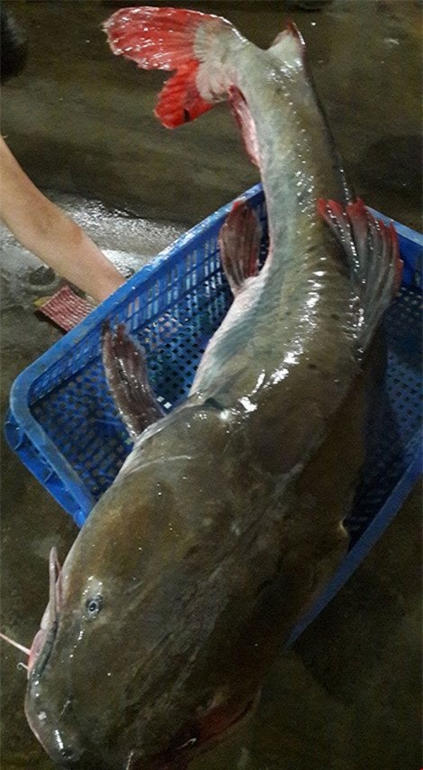 cá lăng, cá khủng, thủy quái, sông Sêrêpốk