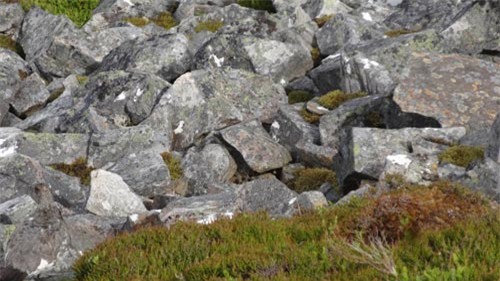 cau do khien nguoi dung facebook phat dien: ban co tim ra chiec iphone trong buc anh? - 4