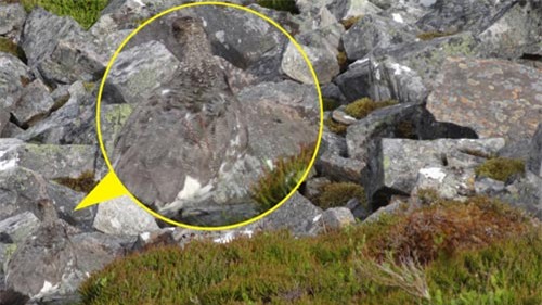 cau do khien nguoi dung facebook phat dien: ban co tim ra chiec iphone trong buc anh? - 5