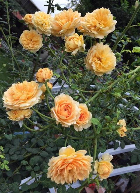 Vườn hoa hồng, vườn cây, hoa hồng, ban công, trồng hoa, cây cảnh, vườn rau, ông chồng 7x