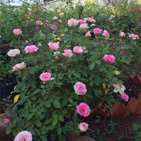 Vườn hoa hồng, vườn cây, hoa hồng, ban công, trồng hoa, cây cảnh, vườn rau, ông chồng 7x